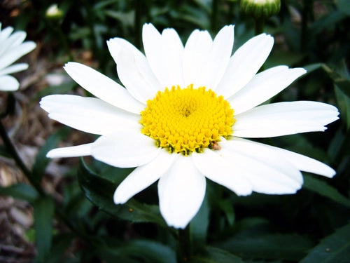 1 door and 1 drawer piccolo credenzasssss